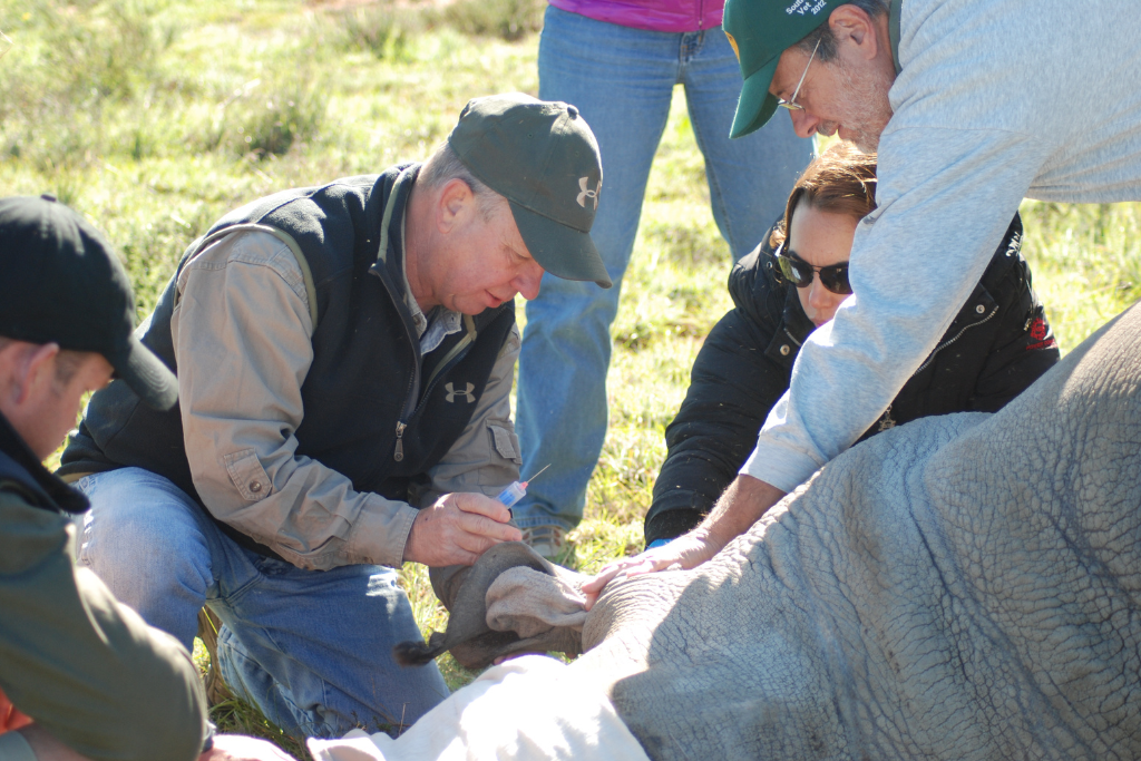 Dr. Dean Rice administering medication to African wildlife