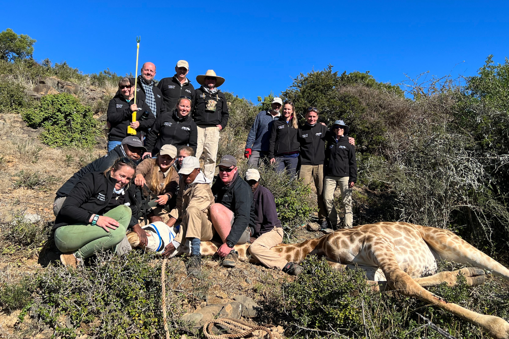 Safari group poses with giraffe