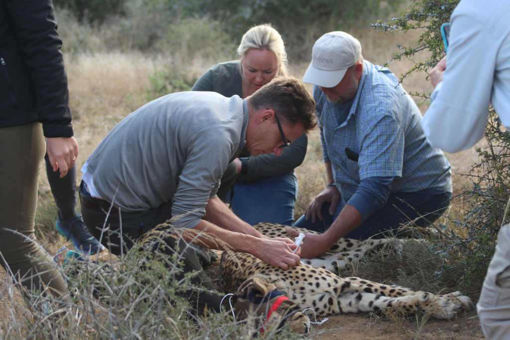 Wildlife team checks on a cheetah